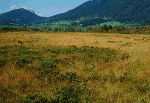 Foto Übersicht Pürgschachen Moor  