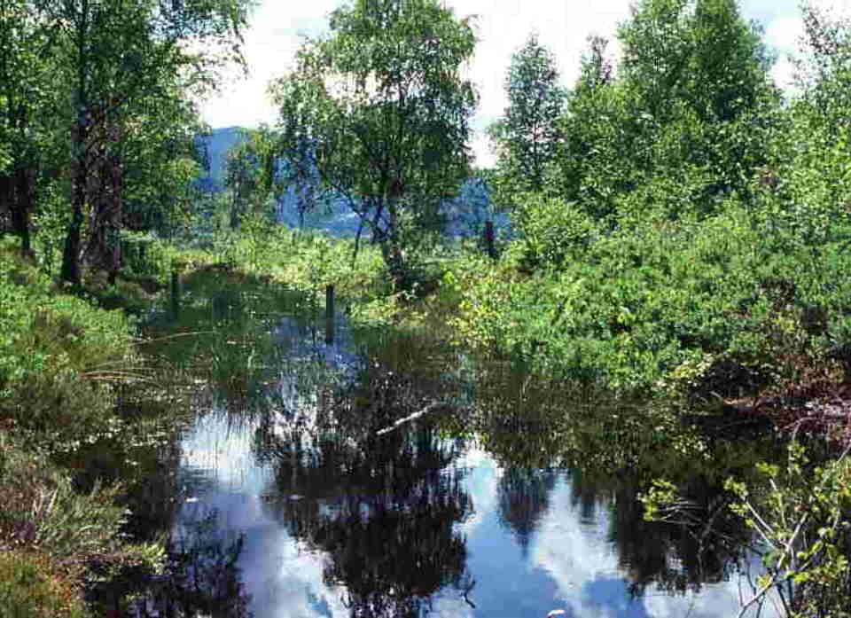 Foto Übersicht Pürgschachen Moor - Verwaltung - Land Steiermark