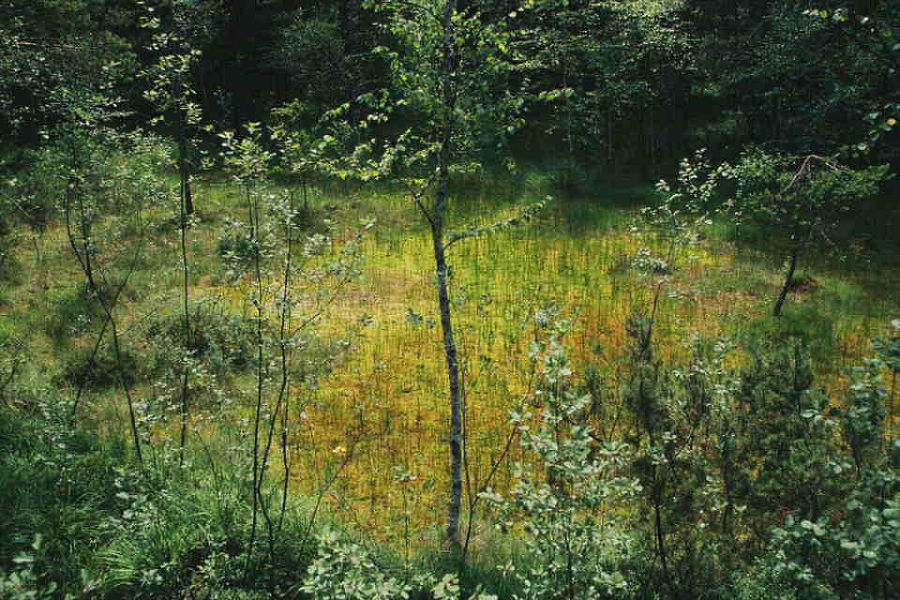 Foto Übersicht Pürgschachen Moor - Verwaltung - Land Steiermark