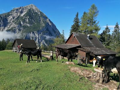 Niederalm im Mittleren Ennstal am 11.09.2024